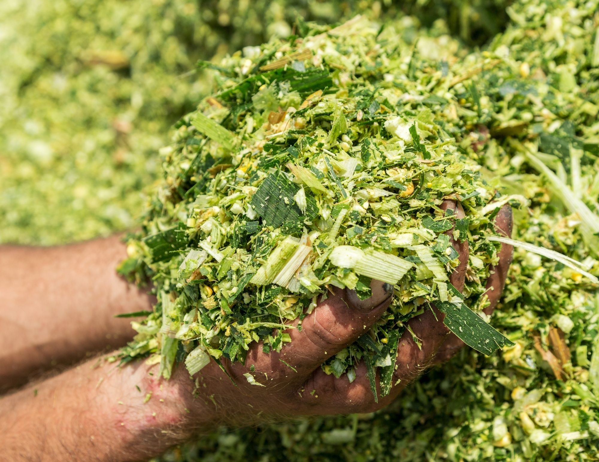 Kukurydza Na Kiszonk Agro Sie Sp Z O O