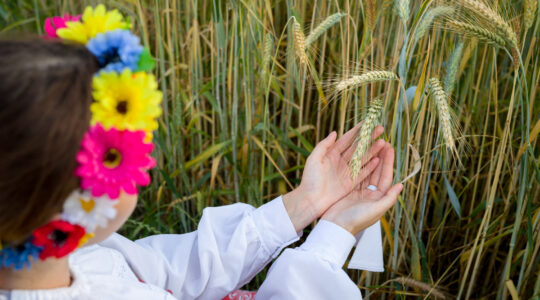 zboże-nasiona-kujawskie-agro-sieć