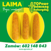 kukurydza plony